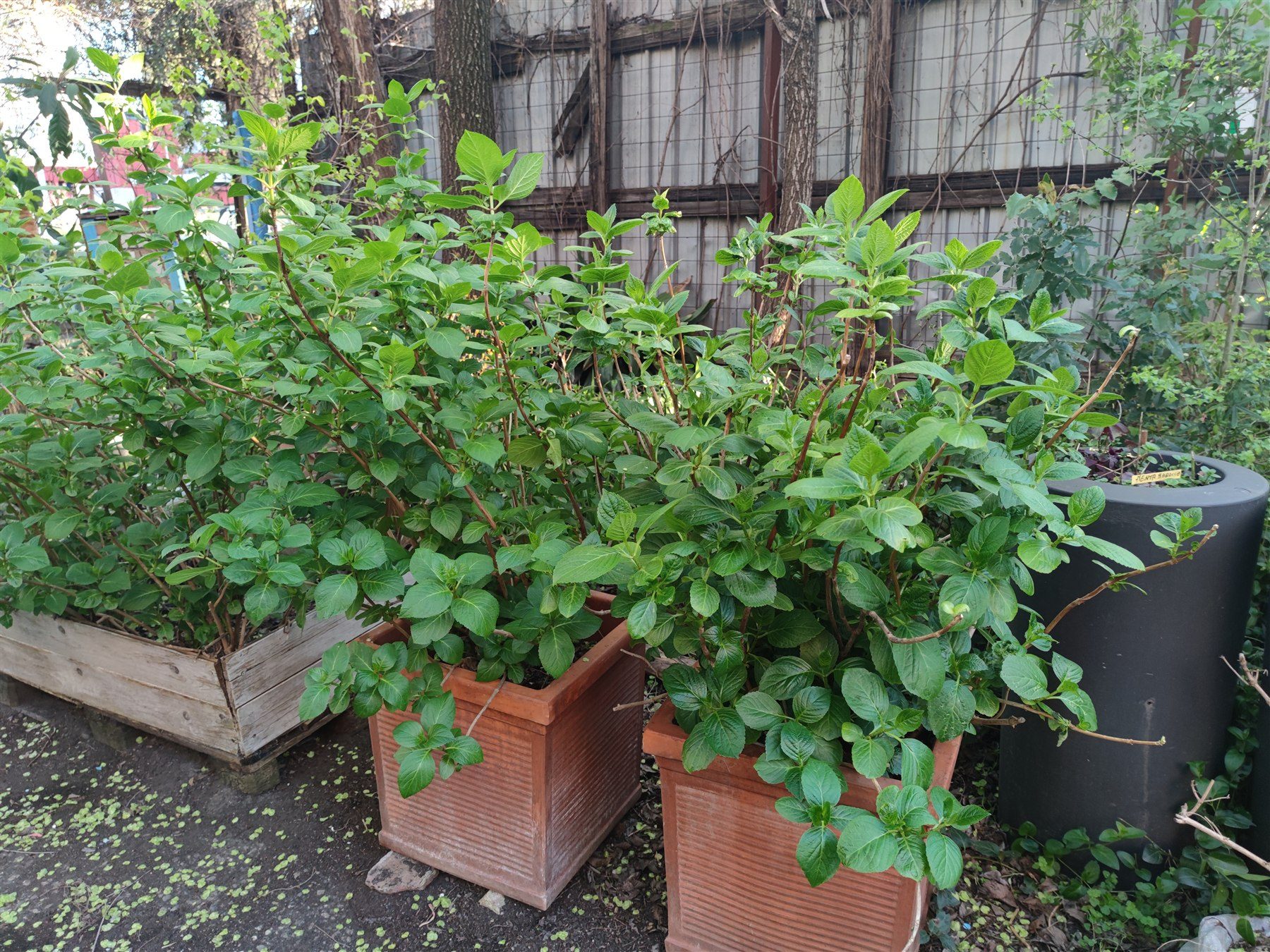 自然协作 Workshop 植物观察照片一